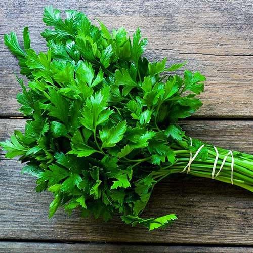 Насіння Петрушка Florium Наталка листова (16952)