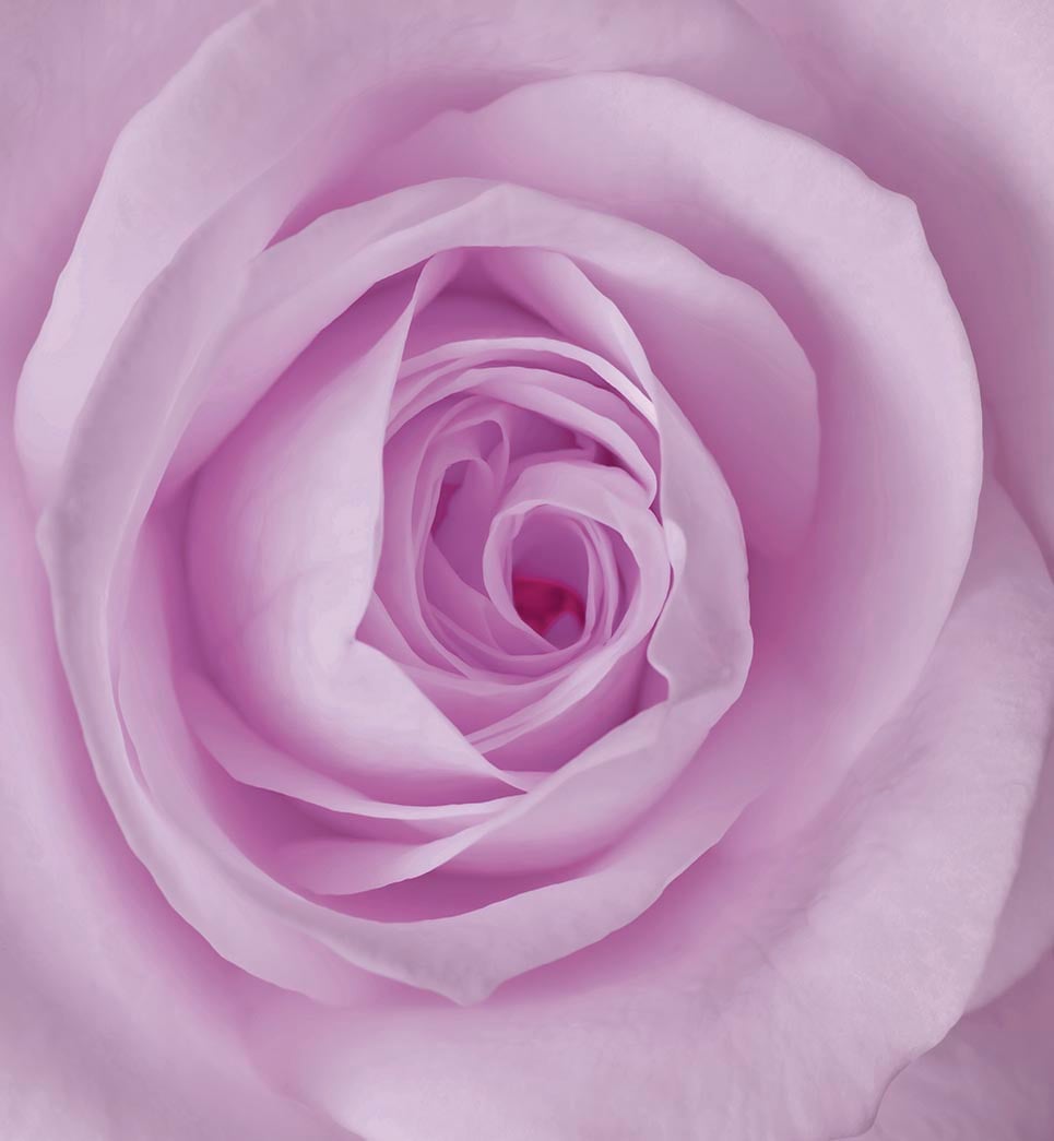 Фотообои WS Wallpaper Роза Глянец 240x260 см (31006)