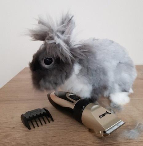 Машинка для стрижки тварин бездротова з насадками та USB-зарядкою - фото 7 Машинка для стрижки тварин бездротова з насадками та USB-зарядкою - фото 7