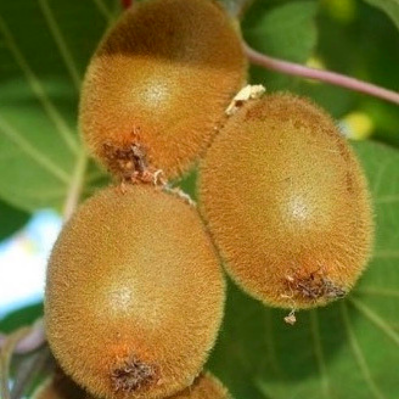 Саженец киви Соло средний самоопыляющийся морозостойкий (738001459) - фото 6 Саженец киви Соло средний самоопыляющийся морозостойкий (738001459) - фото 6