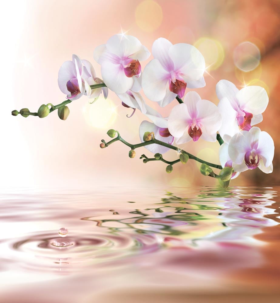 Фотообои WS Wallpaper Орхидеи над водой 240x260 см (31047)