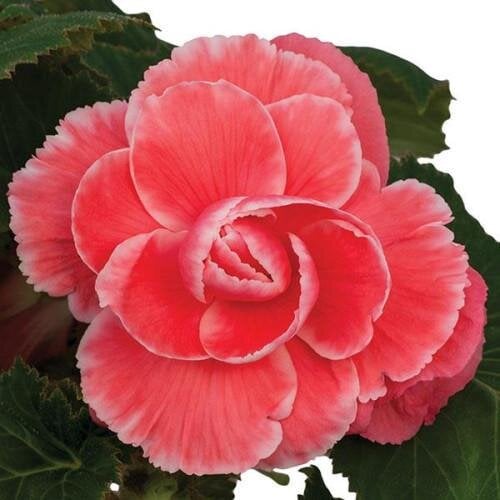 Семена цветов Бегония клубневая On Top Melon Lace PanAmerican 100 шт. (BN09998-2)