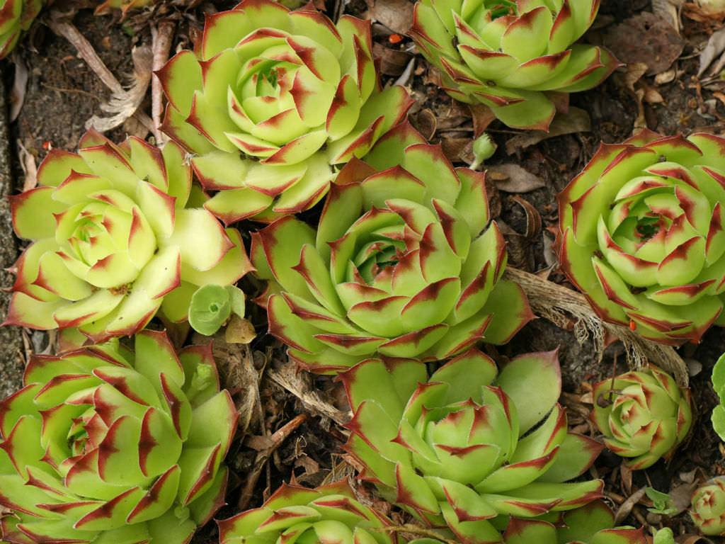 Саженец Молодило кровельное Sempervivum tectorum 1 шт.