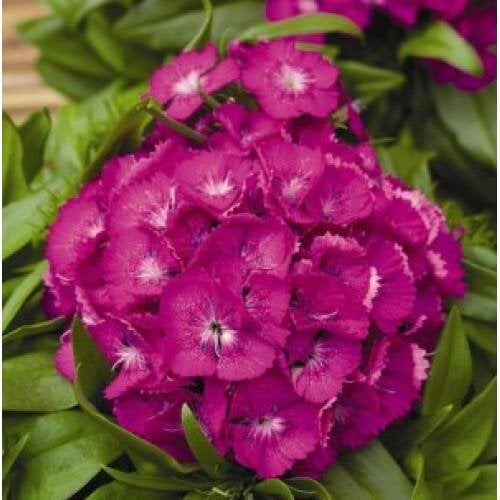 Семена цветов Гвоздика бородатая Syngenta Barbarini F1 Lilac 100 шт. (BN02985-3)