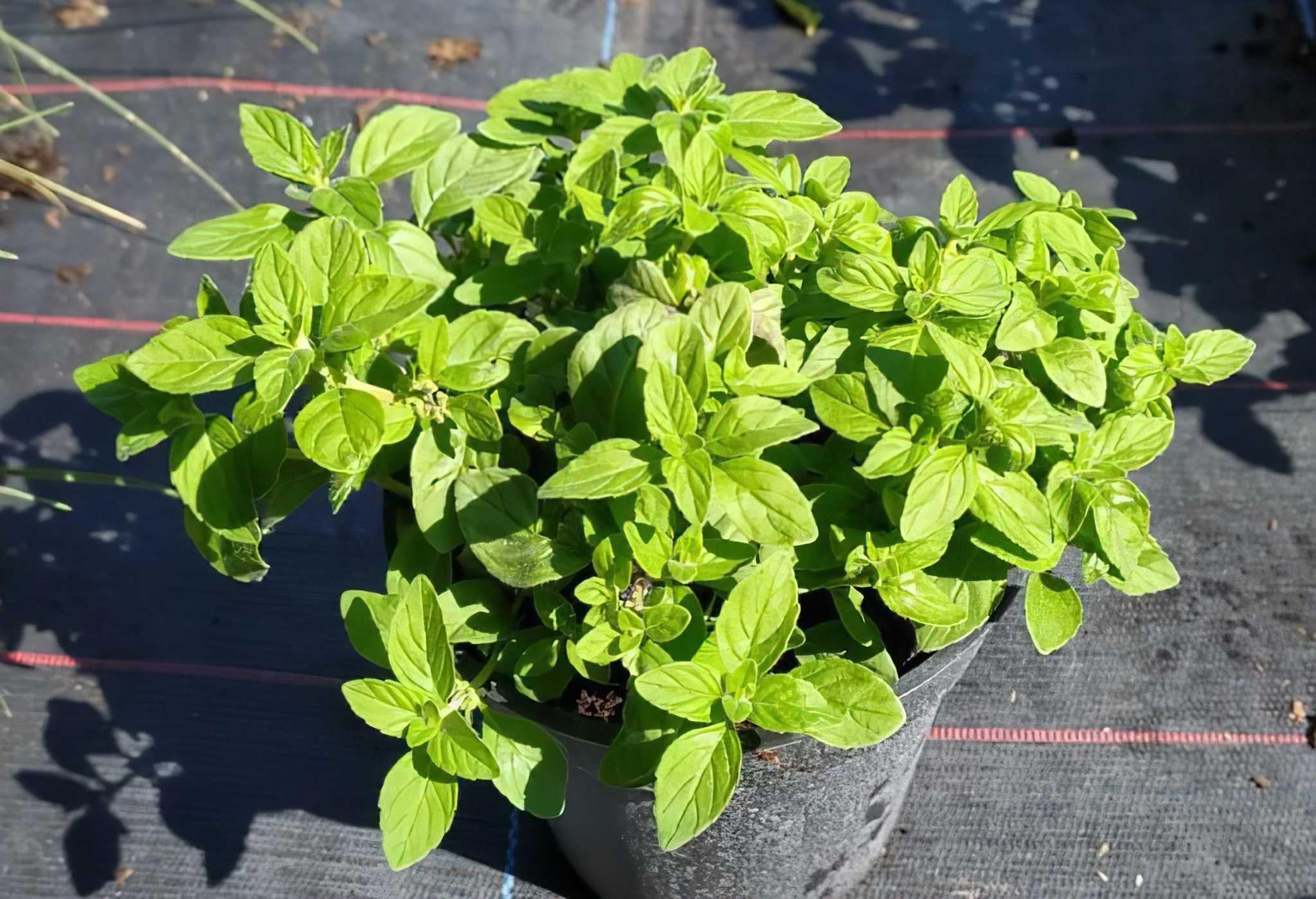Саженец Мята Бананова Menta arvensis banana 1 шт.