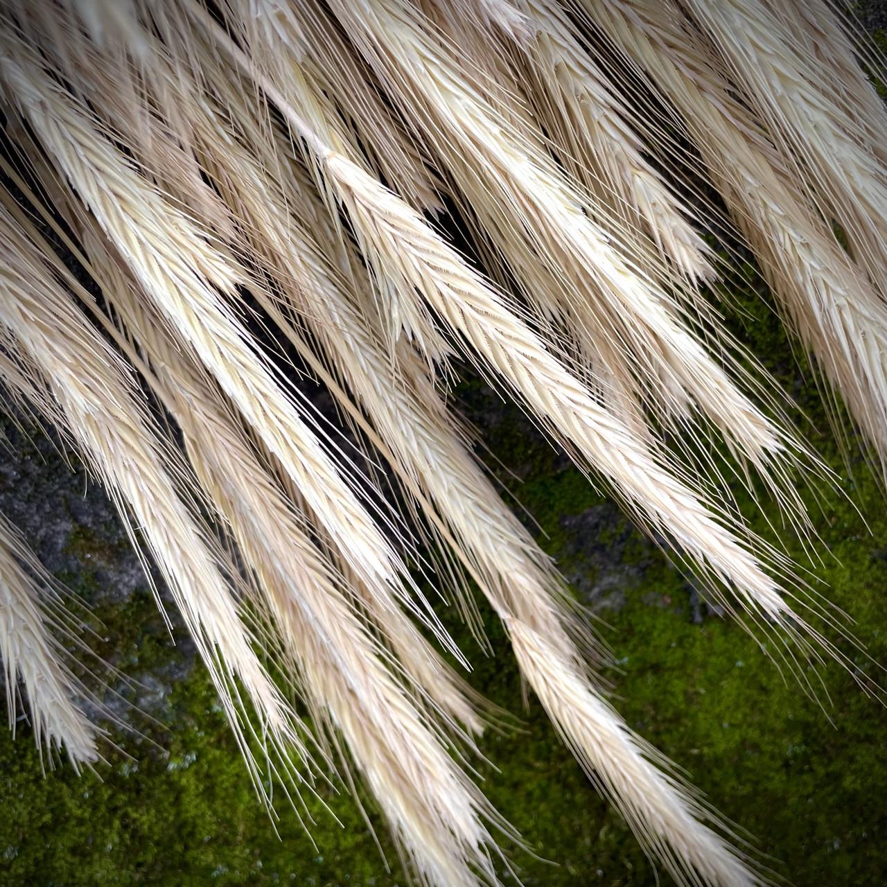 Отборочные колоски рожь сухоцветы натуральные 1000 шт. (2298240392) - фото 2 Отборочные колоски рожь сухоцветы натуральные 1000 шт. (2298240392) - фото 2