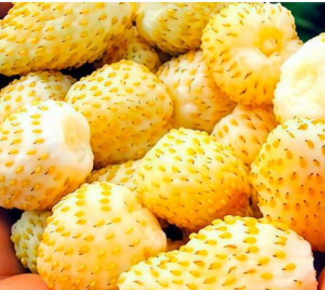 Суниця великоплідна Жовтий диво ремонтантна у підвісному вазоні (29294202)