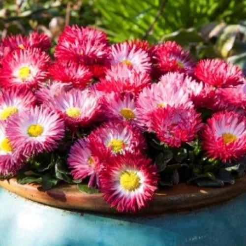 Семена цветов Floranova Маргаритка Bam Bam Formula Mix 50 шт. (BN10525-3)