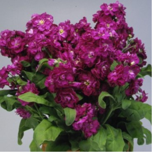 Насіння квітів Левкой Матіола низький Cinderella Purple Takii 50 шт. (BN08898-3)