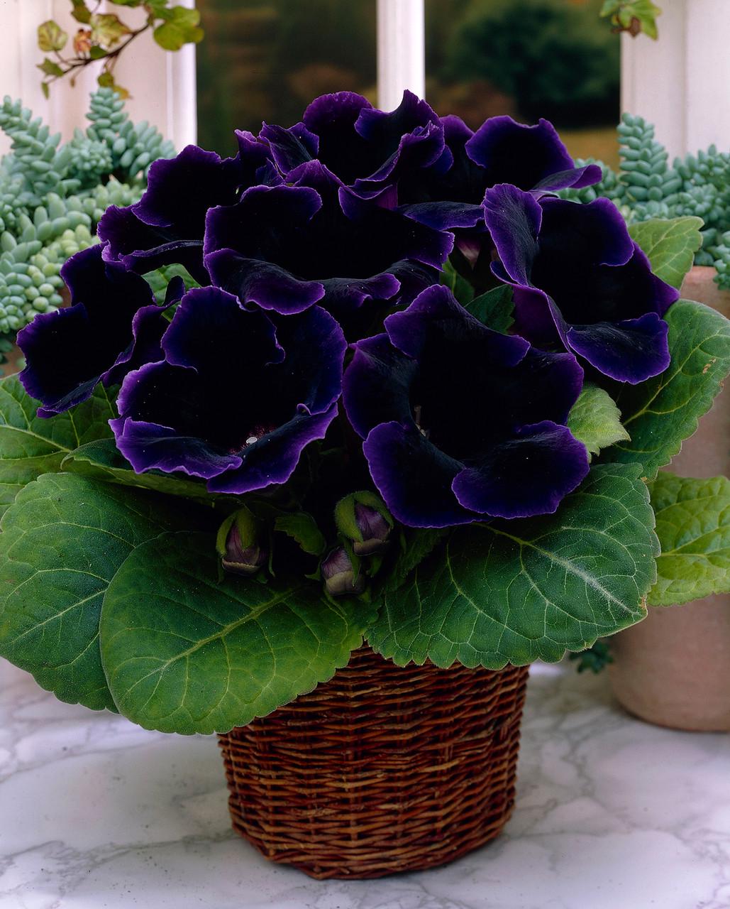 Глоксин Виолацея Violacea 1 шт. (38284271)