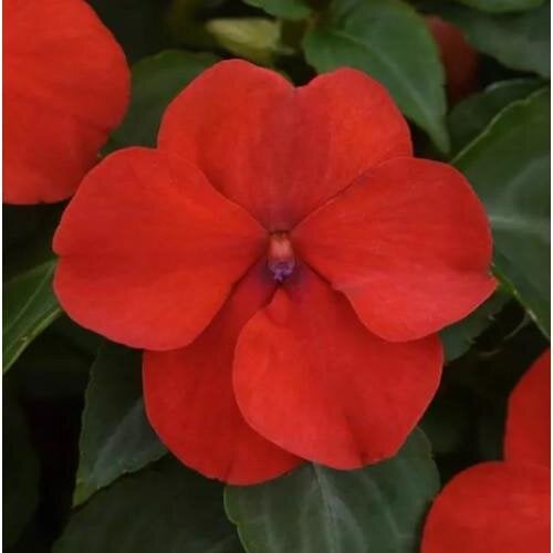 Семена цветов Бальзамин Beacon F1 Bright Red PanAmerican 100 шт. (BN10060-3)