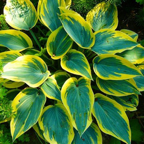 Хоста Florium First Frost (5558) - фото 3