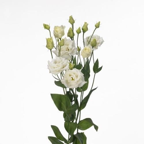 Семена цветов Эустома Лизиантус Alissa Sakata 1 White Sakata 250 шт. (BN10350-2)