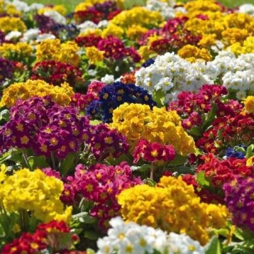 Семена цветов Примула высокая Crescendo Mix (BN03102-4)