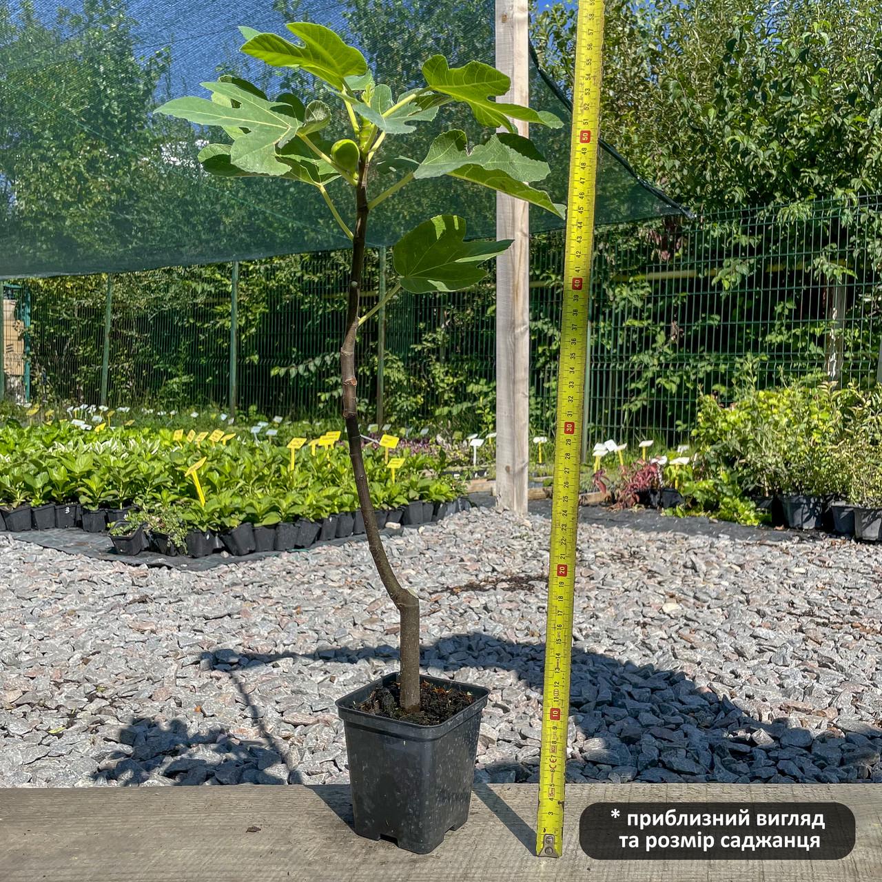 Саженец инжира Dalmatian трехлетний ремонтантный самоплодный (1577196726) - фото 3 Саженец инжира Dalmatian трехлетний ремонтантный самоплодный (1577196726) - фото 3