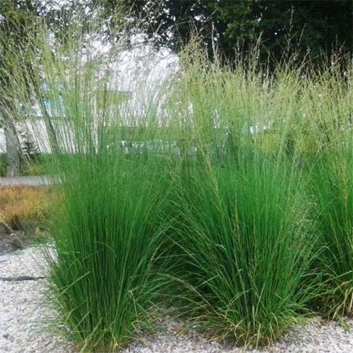 Молиния Heidebraut Florium (10569)