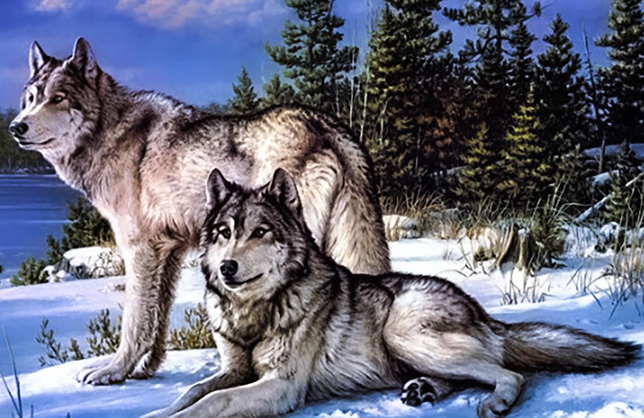 Алмазна мозаїка Вовки 40x30 см (АЛП-871)