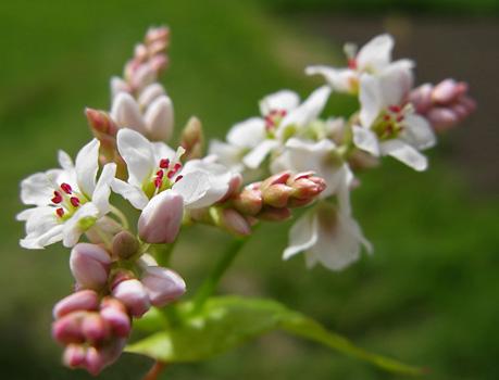 Насіння гречки 1 кг (27715130) - фото 3 Насіння гречки 1 кг (27715130) - фото 3