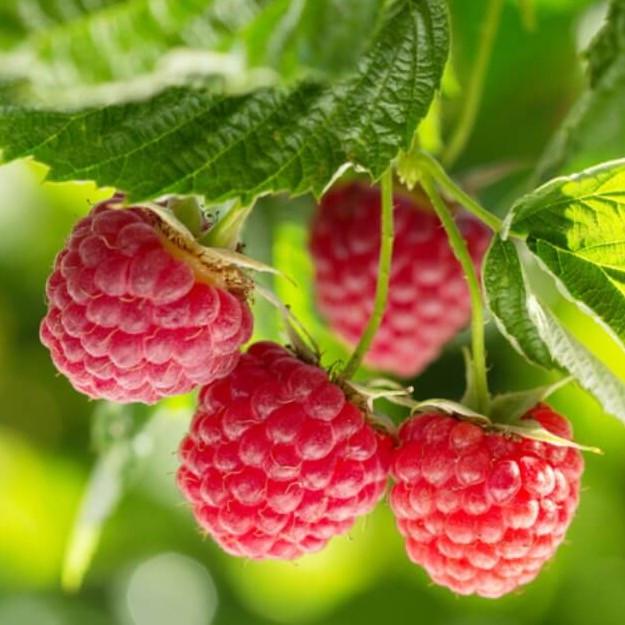 Саженец малины ремонтантной Polesie (2171400506)