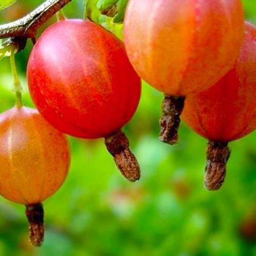 Сажанец Крыжовник Тясмин средний срок созревания один из самых вкусных сортов (23383) Сажанец Крыжовник Тясмин средний срок созревания один из самых вкусных сортов (23383)