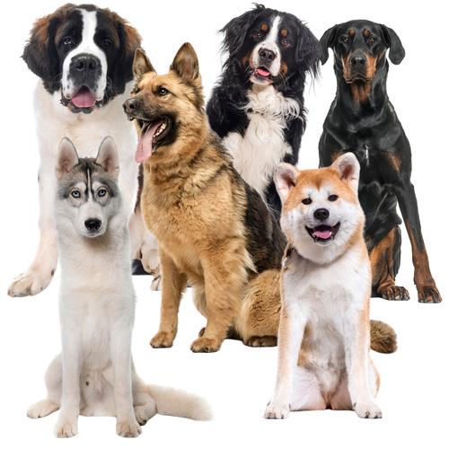 Коврик для животных охлаждающий Purlov 25536 110x70 см (26769692) - фото 8 Коврик для животных охлаждающий Purlov 25536 110x70 см (26769692) - фото 8