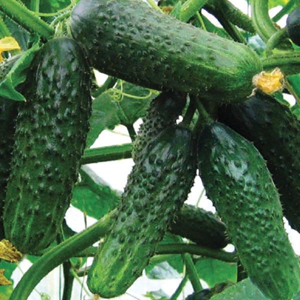 Семена Огурец Арктика F1 ТД Гекса-Украина 1000 шт. 01-18-248 (IR00447) Семена Огурец Арктика F1 ТД Гекса-Украина 1000 шт. 01-18-248 (IR00447)