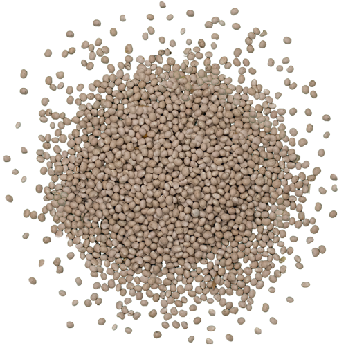 Семена Люпина белого 1 кг (1686) - фото 4 Семена Люпина белого 1 кг (1686) - фото 4