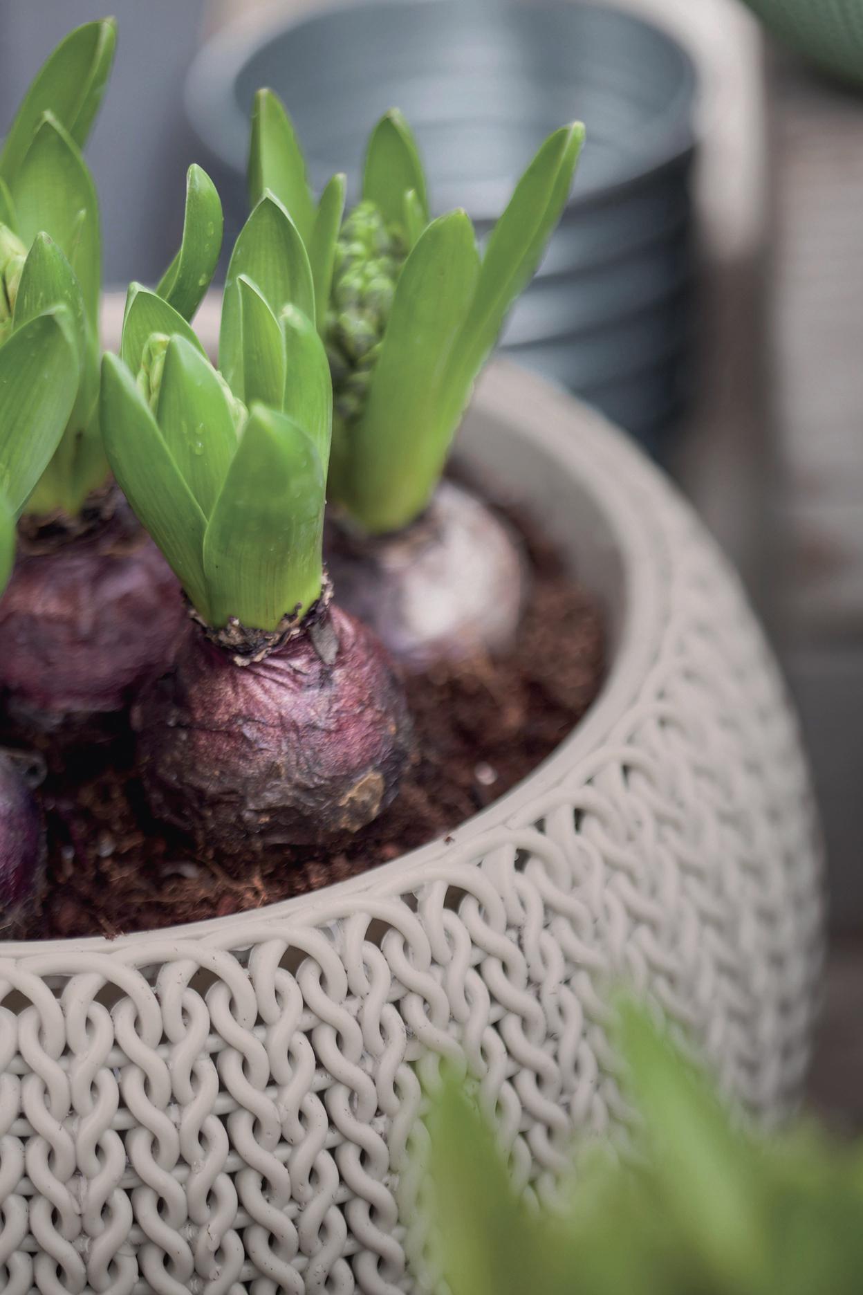 Горщик підвісний Keter Cozies з ланцюжком 3,2 л S Бежевий (7290106931954) - фото 3 Горщик підвісний Keter Cozies з ланцюжком 3,2 л S Бежевий (7290106931954) - фото 3