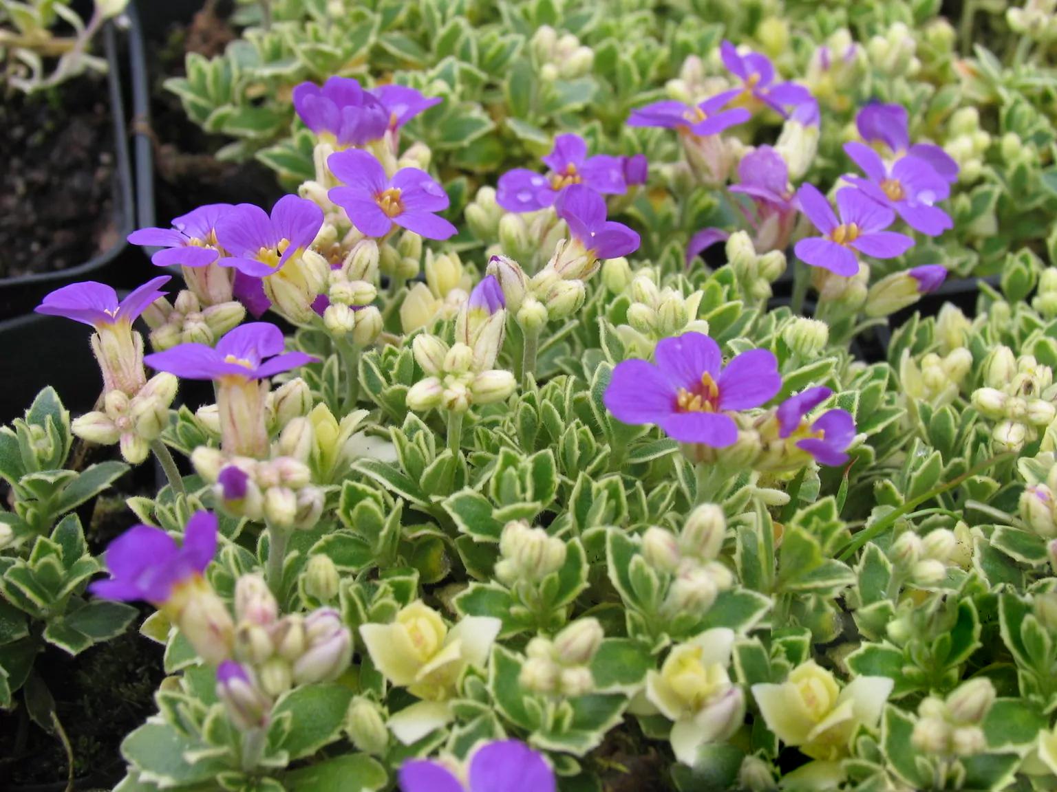 Саженец Обриета гибридная Зильберран Aubrieta hybrida Silberrand 1 шт.