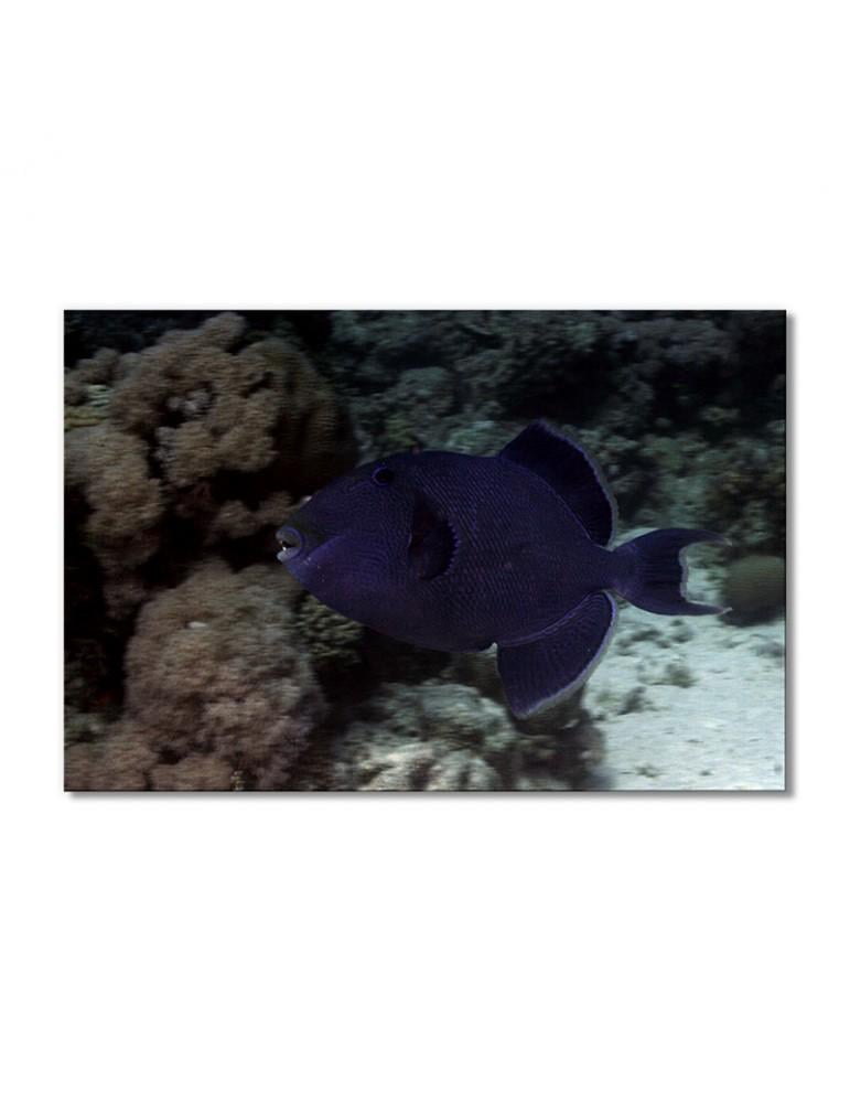 Картина модульная Рыбная королева - спинорог 1 модуль 40х60 см