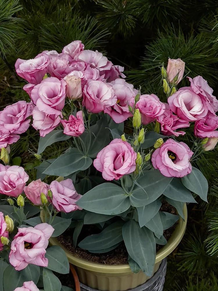 Лизиантус F1 Эустома микс цветов 5 семян