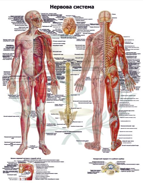 Анатомічний плакат Нервова система 67x86 см (0002)