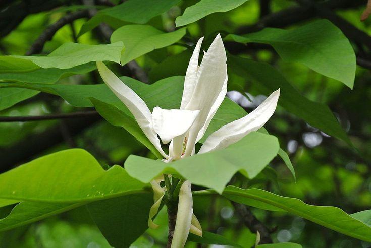 Саженец магнолии Magnolia Tripetala P9 (1746292577) - фото 2