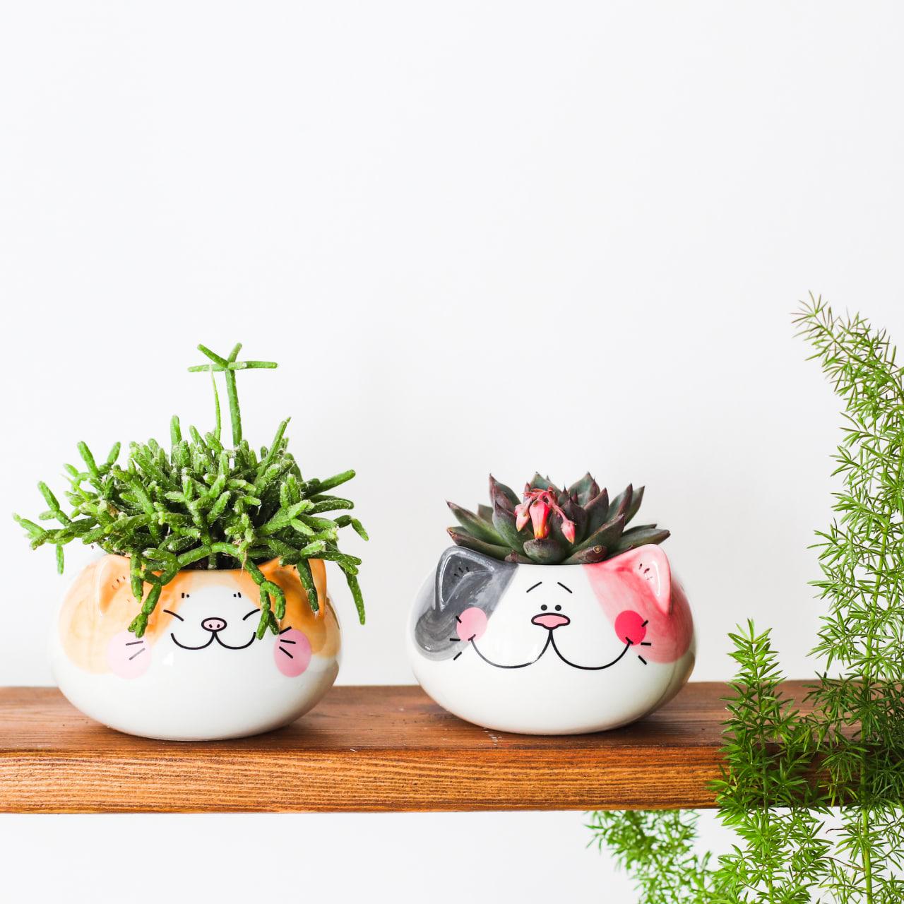 Набор из вазонов Кошки улыбающиеся для суккулентов и кактусов из 2-х кашпо и 2-х суккулентов