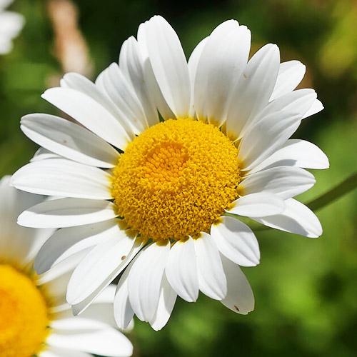 Антемис Florium Sauce Holandaise (3923)