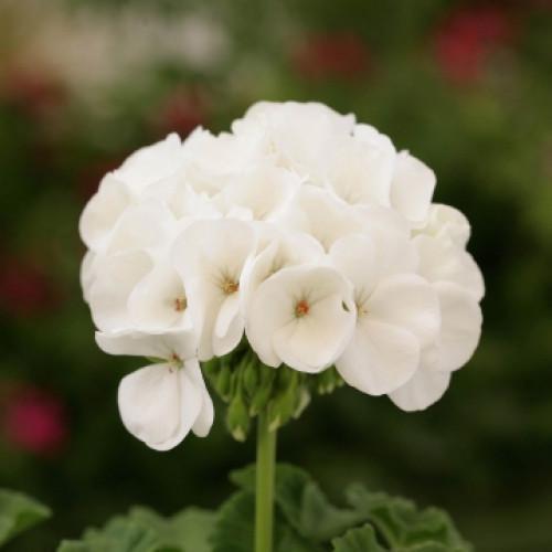 Семена цветов Floranova Пеларгония Dancer F2 White 50 шт. (BN07762-3)