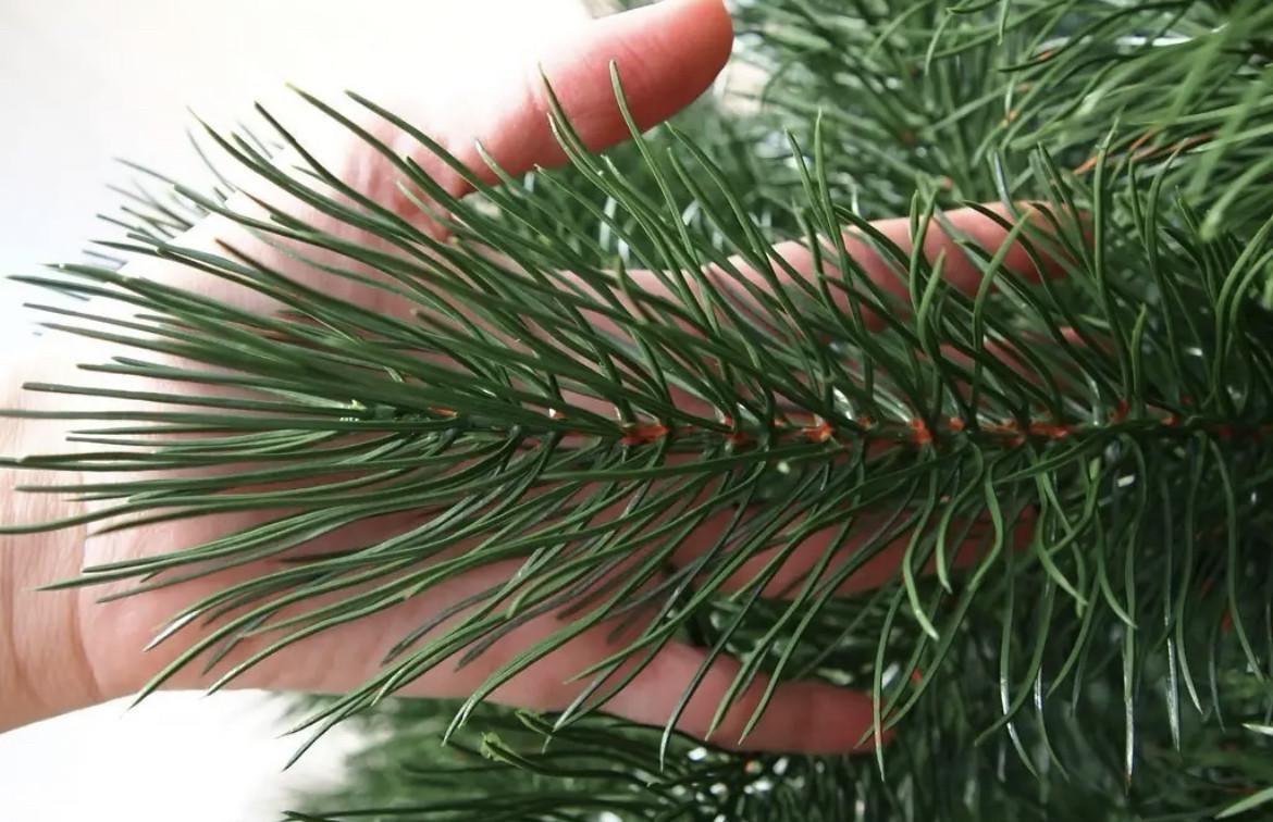 Искусственная сосна литая 1,5 м Зеленый (2013945087) - фото 5