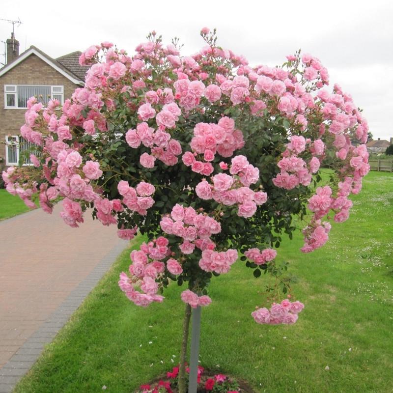 Роза Velet Bonica Фл на штамбе (2669460705) Роза Velet Bonica Фл на штамбе (2669460705)