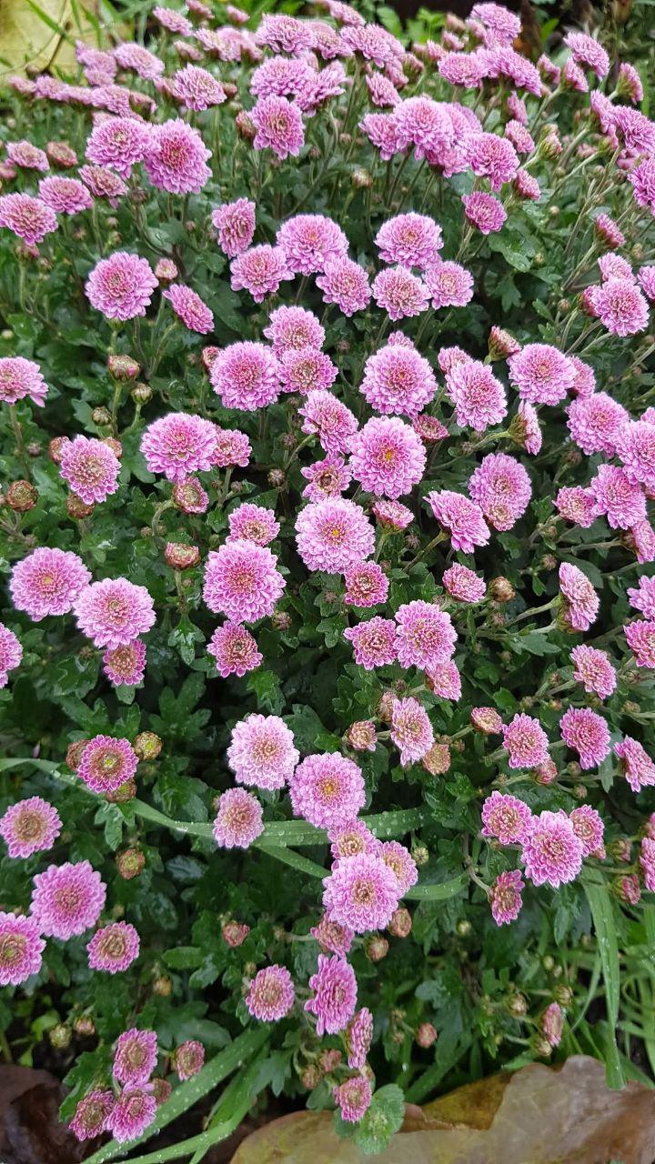 Саджанці Хризантема Кнайп Роуз пізня весняний живець (23653520)