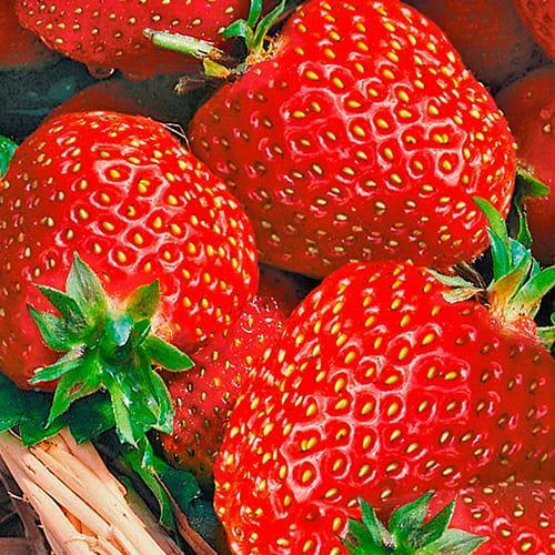 Сажанец Клубника Гранд Роса 5шт средний срок созревания/крупноплодный сорт (178801)