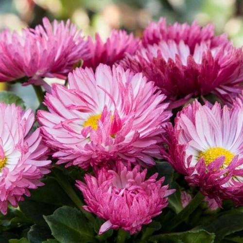 Насіння квітів Floranova Маргаритка Bam Bam Rose 100 шт. (BN10522-3)