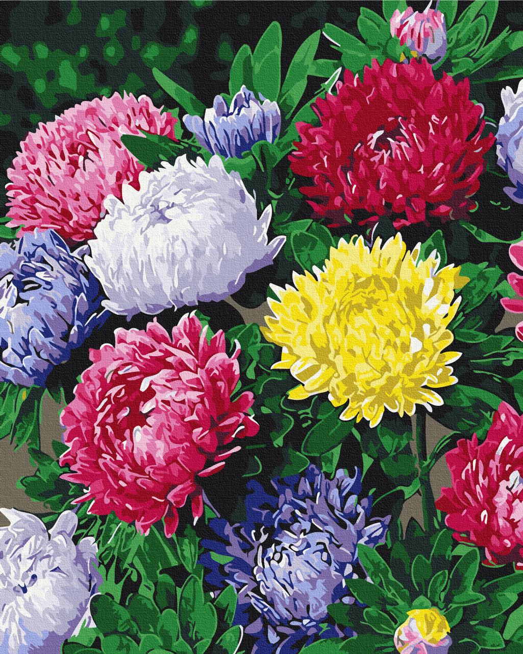 Картина по номерам Brushme "Разноцветные астры" 40х50 см (BS54120)