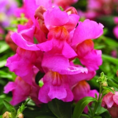 Семена цветов Львиный зев Cracle & Pop Pink Floranova 100 шт. (BN11560-3)