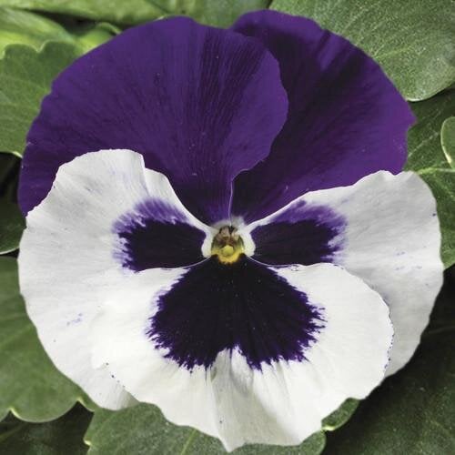 Семена цветов Виола Colossus F1 White with Purple Wing Syngenta 1000 шт. (BN03146)