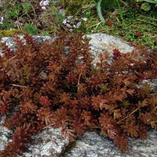 Саженцы очиток седум краснолистный белый ОКС - фото 1 Саженцы очиток седум краснолистный белый ОКС - фото 1