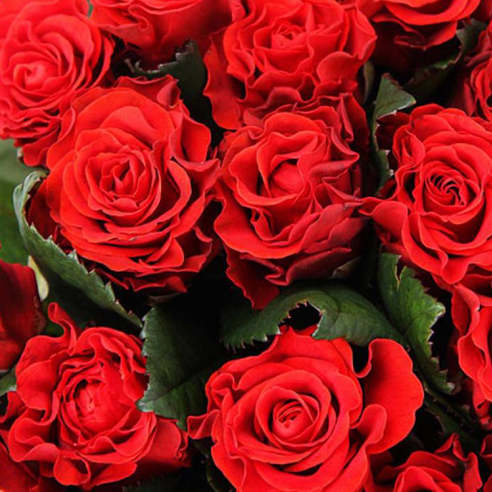 Саджанець чайно гібридних троянд Ель Торо (14965331)