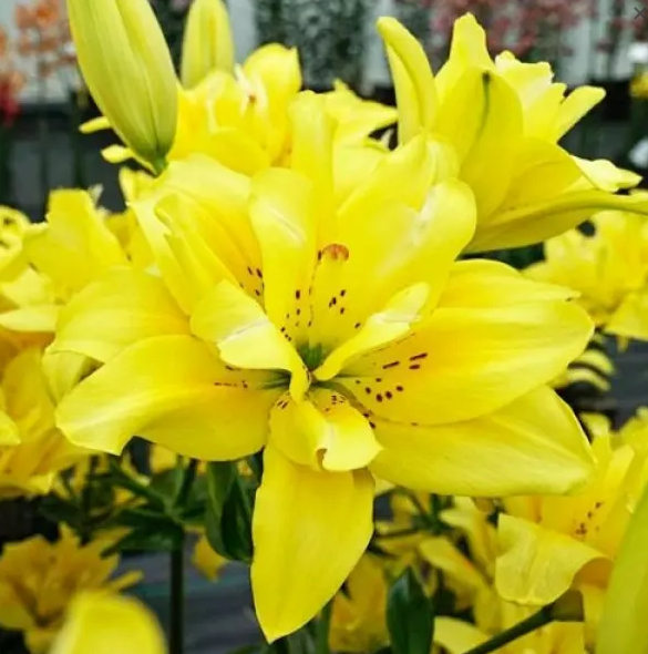 Лилии Fata Morgana Florium 5 шт. (17389)