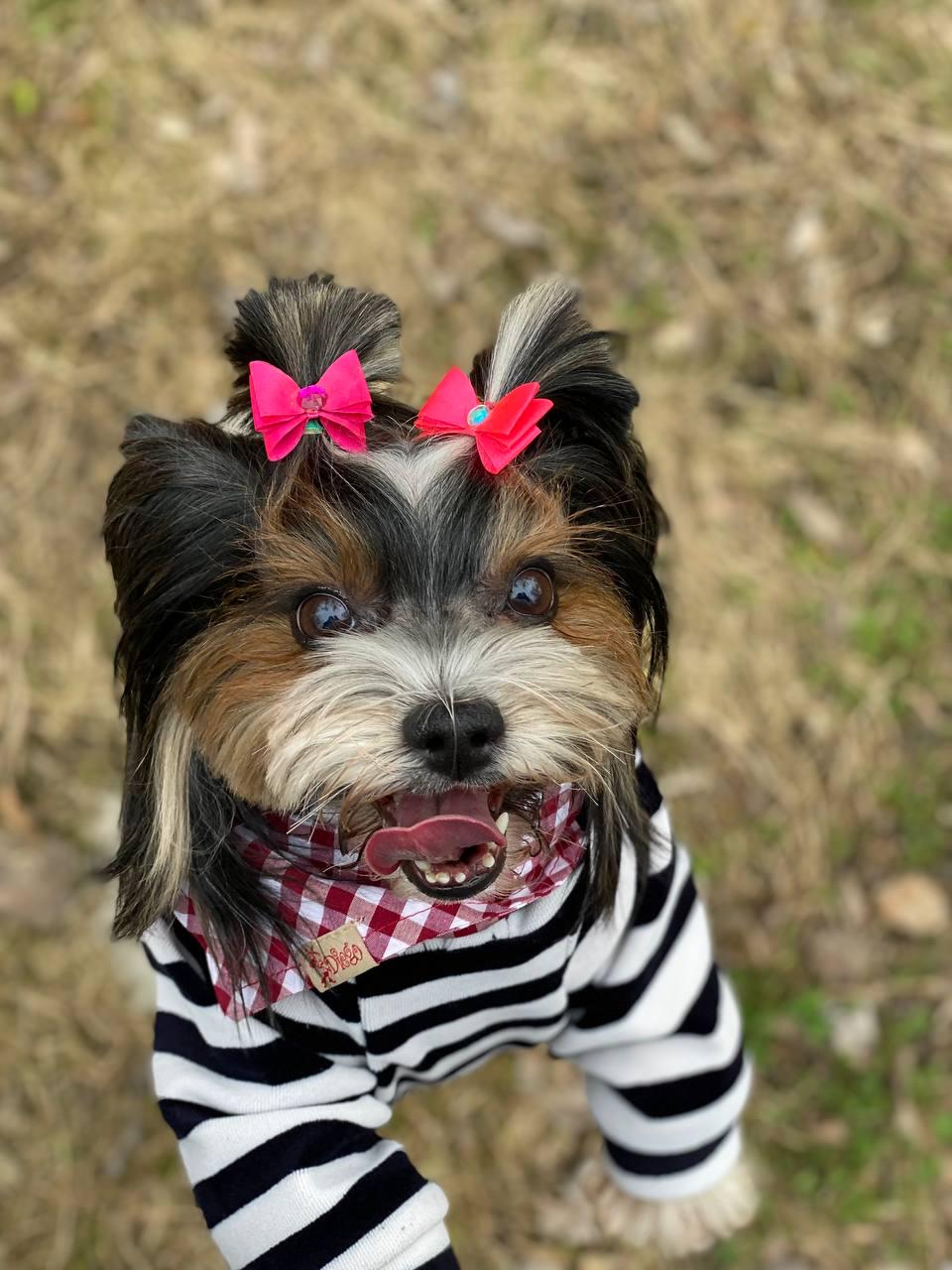 Кофта Diego Худі Смужка L - фото 1 Кофта Diego Худі Смужка L - фото 1