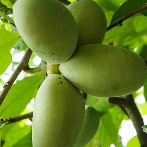 Сажанец Азимина привитая Mango C1.5 35-60 см (184646)