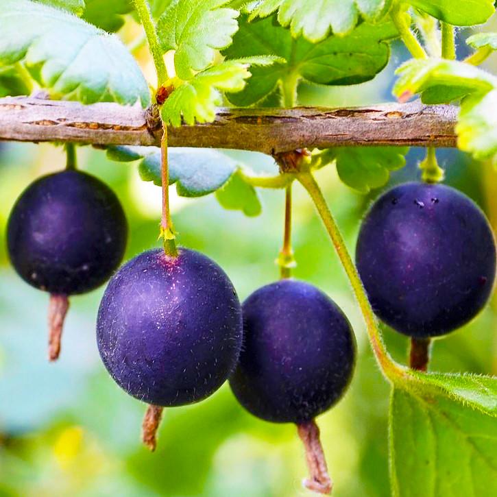 Саджанець йошти смородино-агрусовий гібрид (644541871)